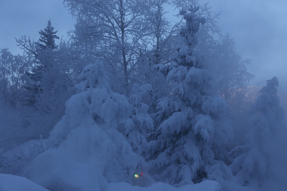 Caked the nearby trees with ice