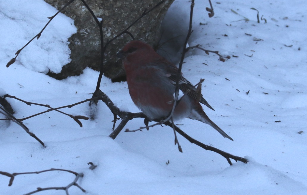 Pine Grosbeak