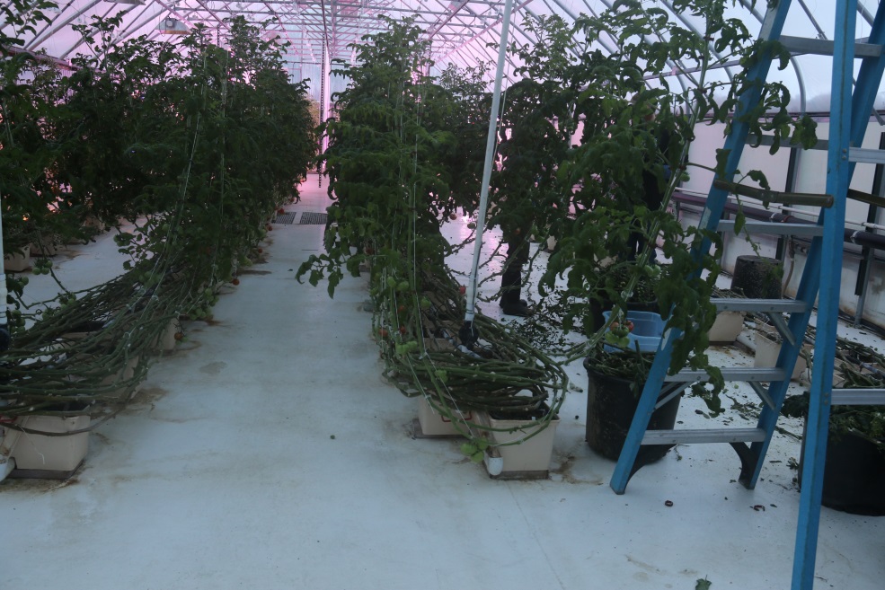 Tomato plants