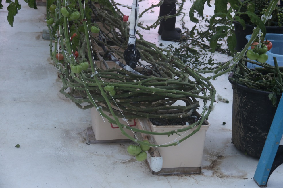 Plants are about 50 feet