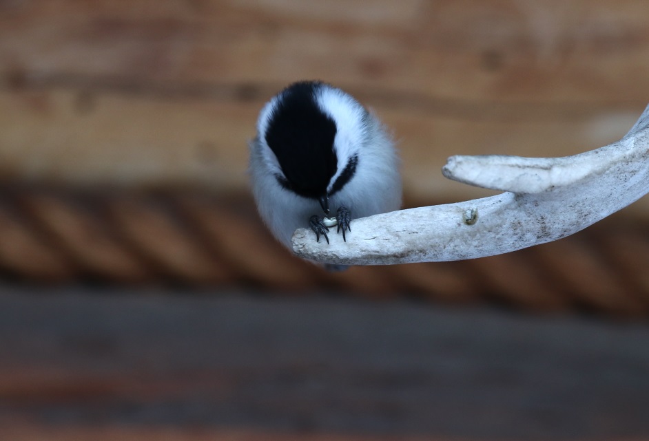 Chickadee eating
