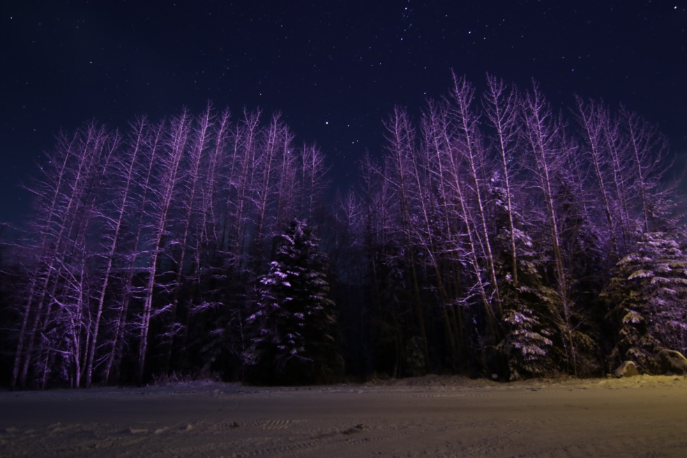 Trees near the entrance