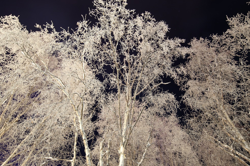 Other frosty trees
