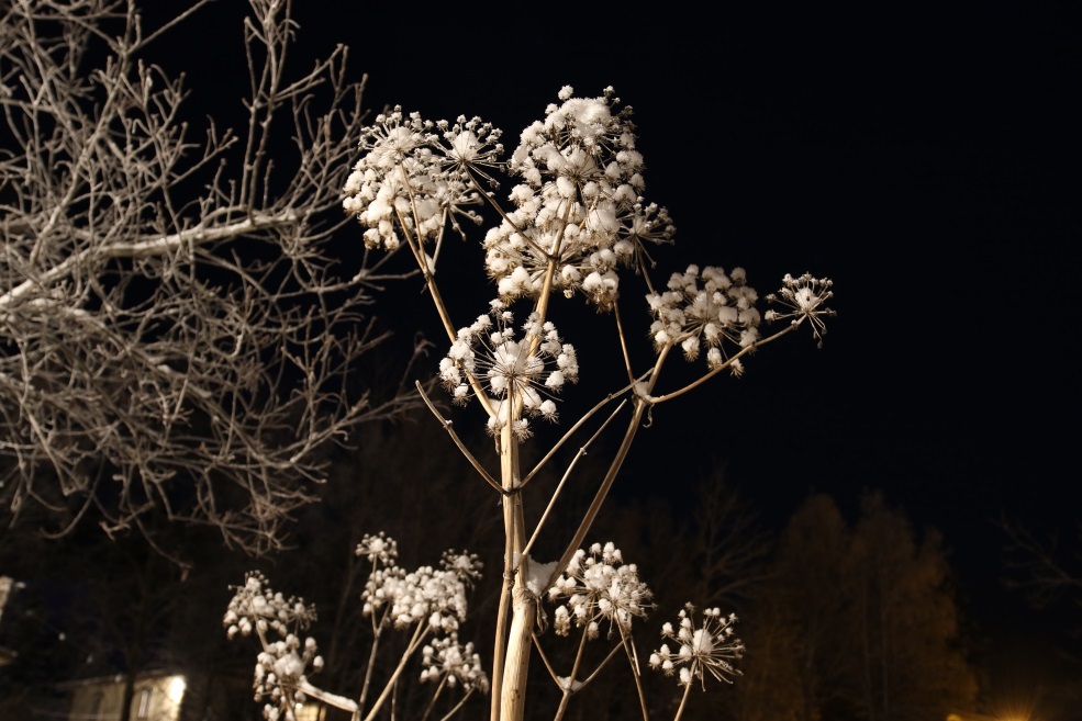 Nicely frosted plant