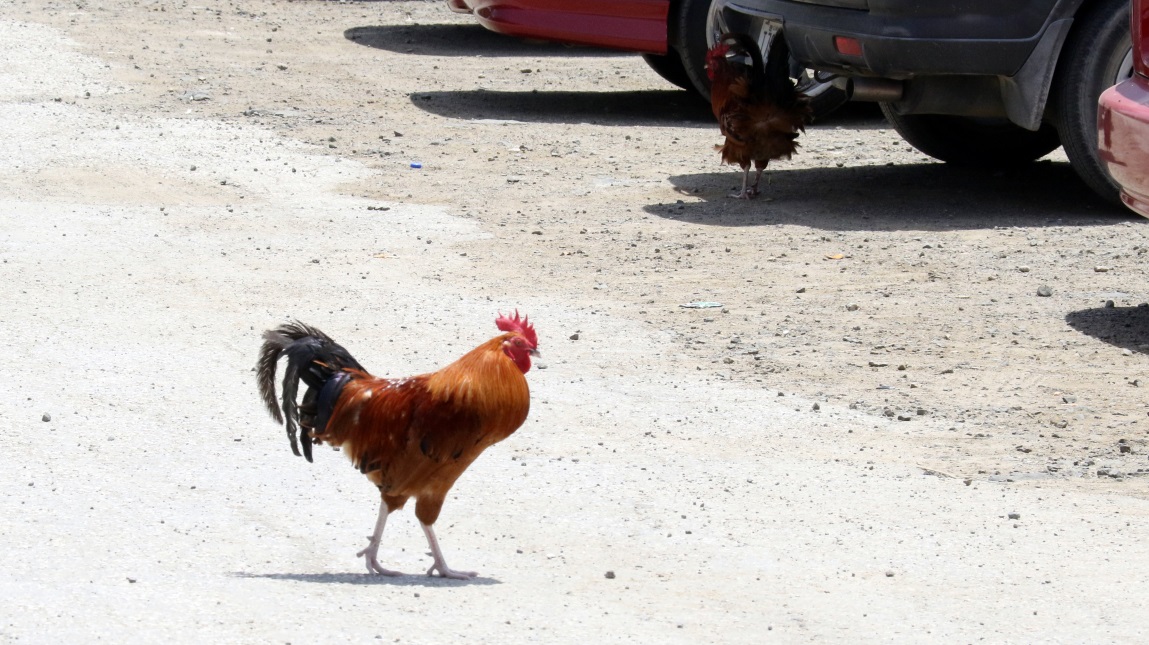 Chicken strolling around