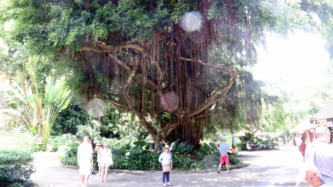 Colossal tree