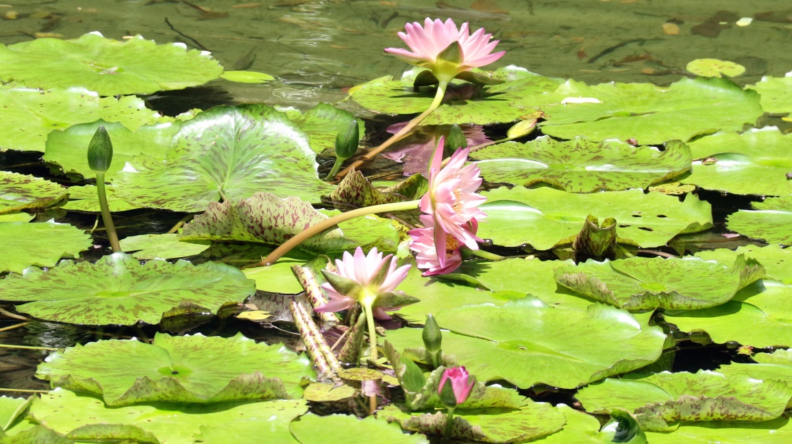 Pink water lilies