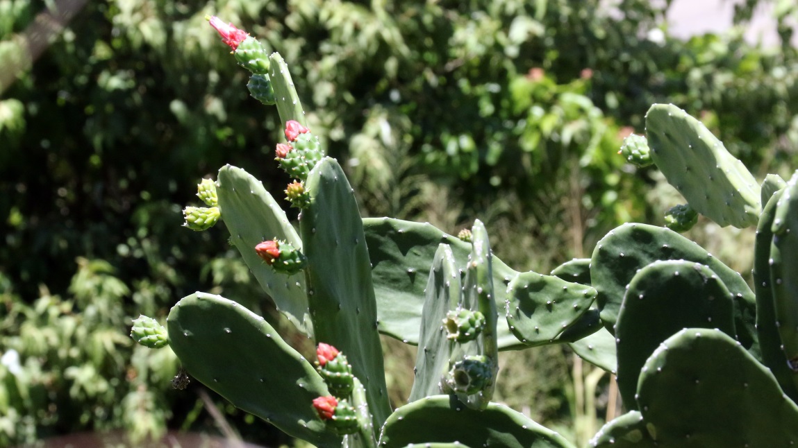 This cactus will bloom
