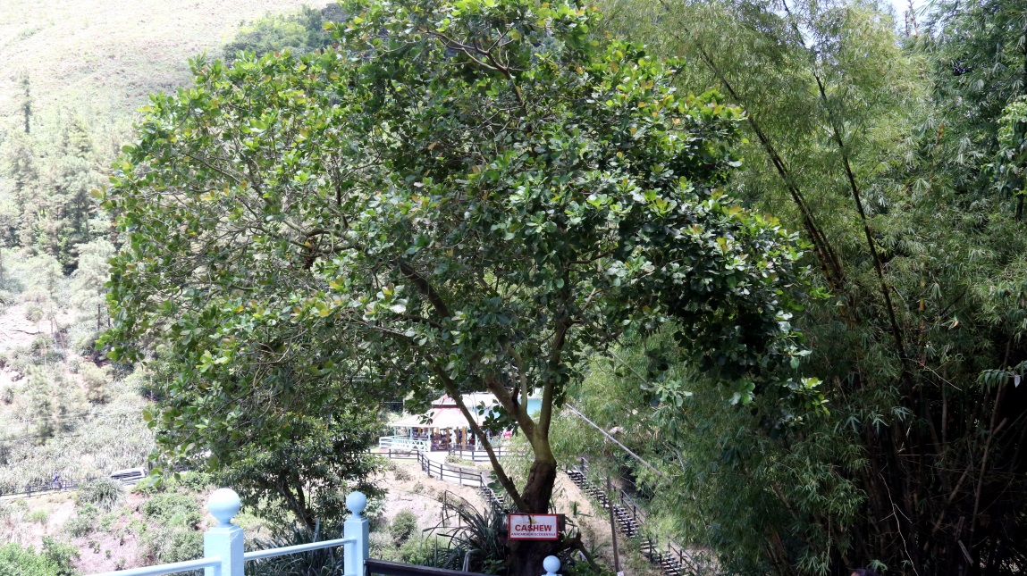 Giant cashew tree