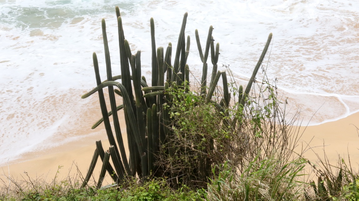Huge cactus at Morris Bay