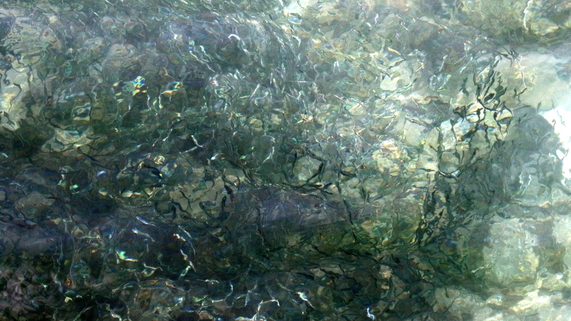 Many fish in the water