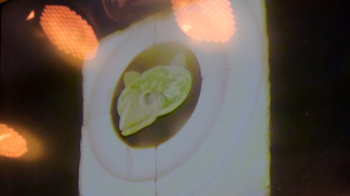 Turtles face on the monitor