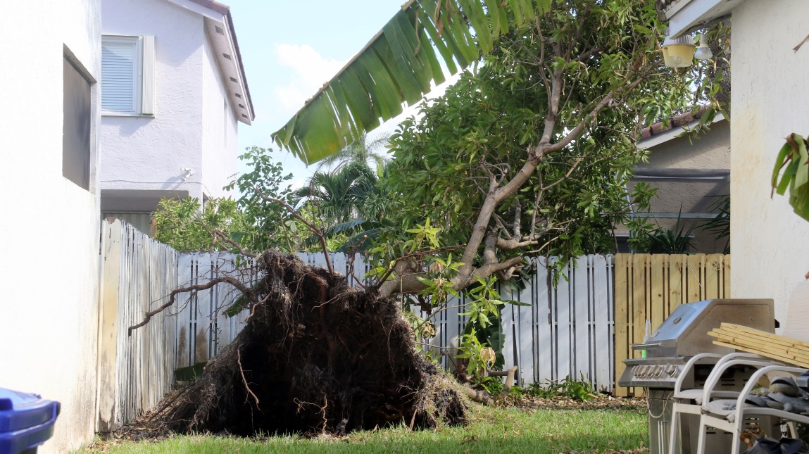 Closer view of the downed tree