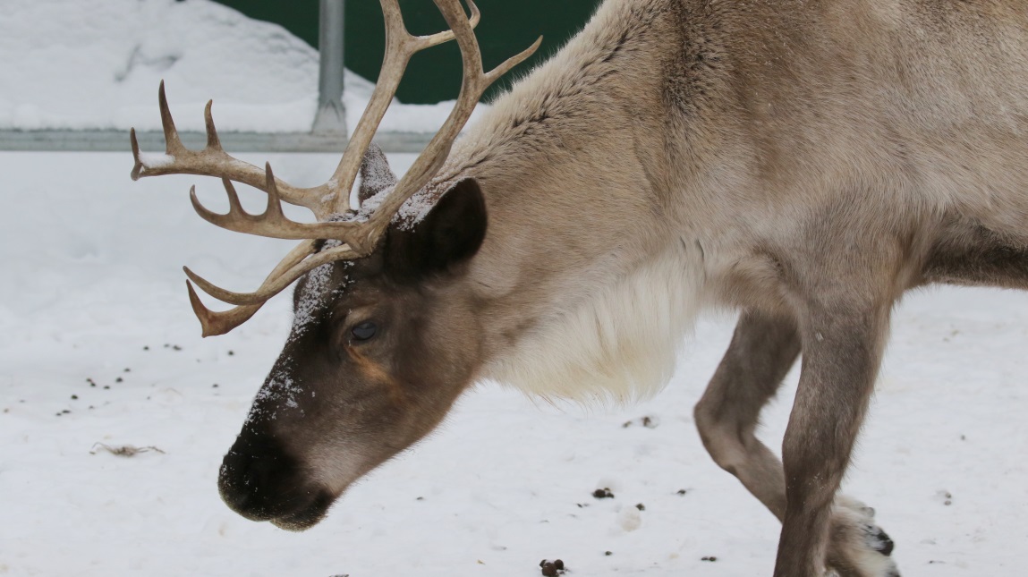 Herd of caribou