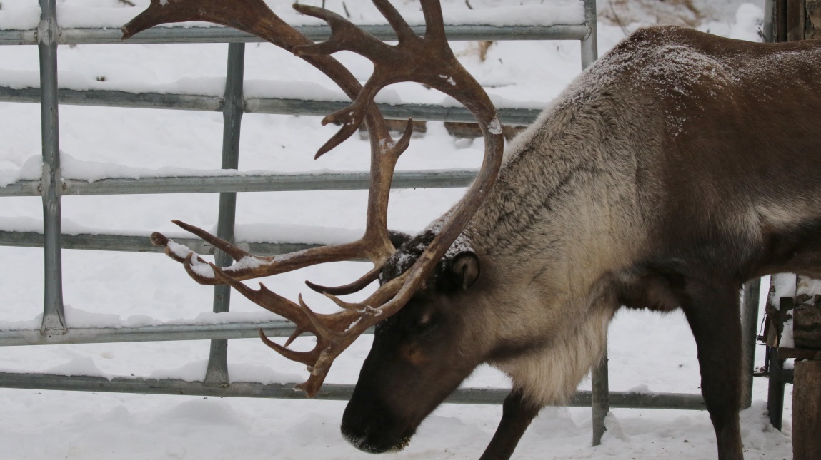 Bred and grow up here