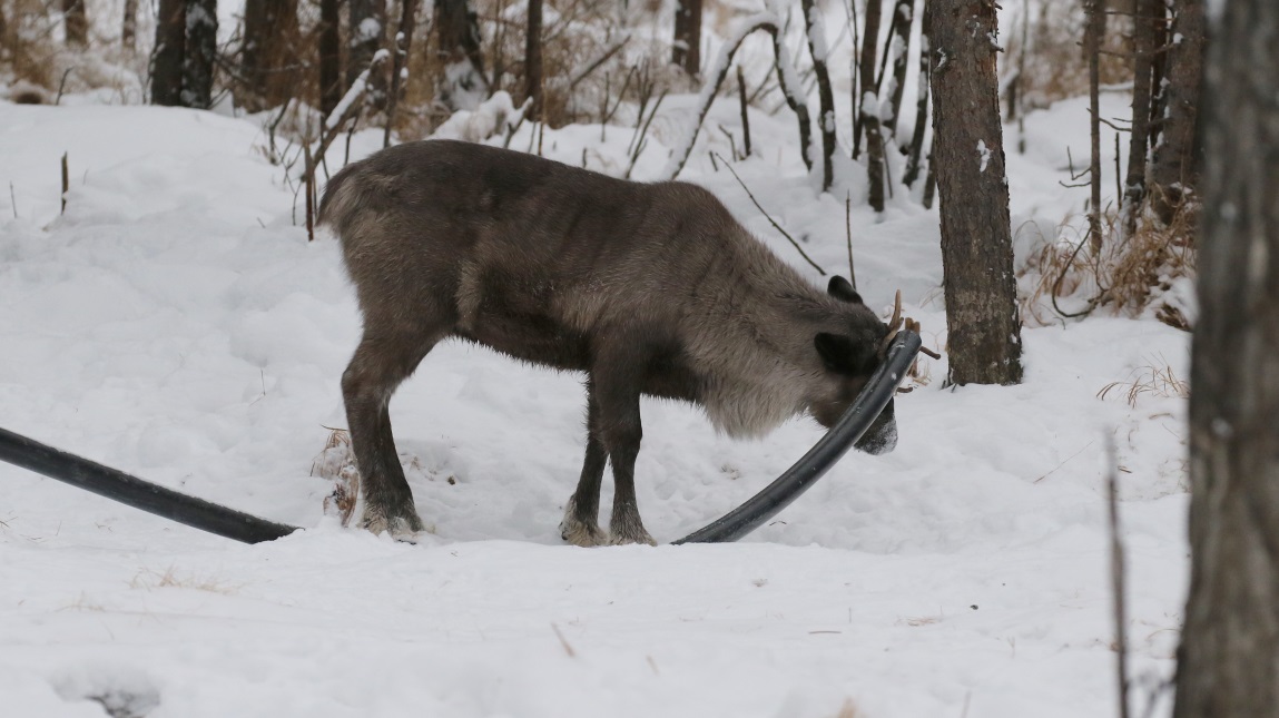 Caribou is not tangled