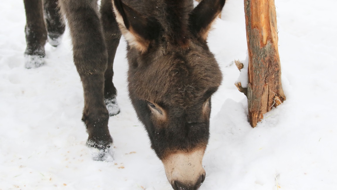 There are donkeys too