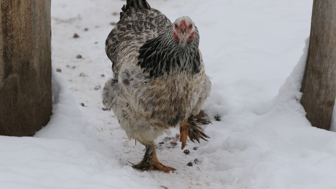 Eggs are used in the restaurant