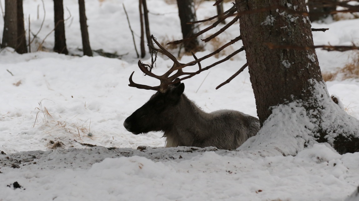 Resting reindeer