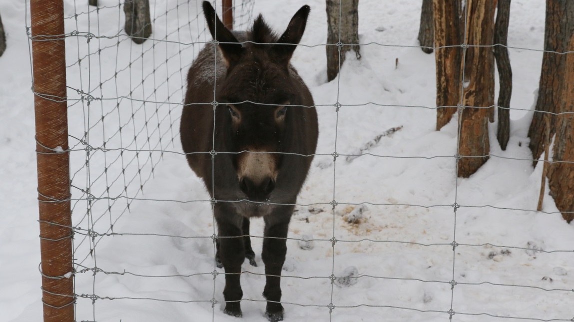 There are donkeys too