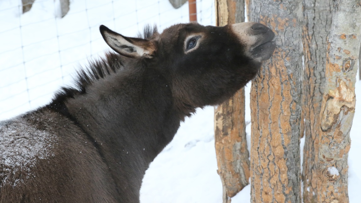 There are donkeys too