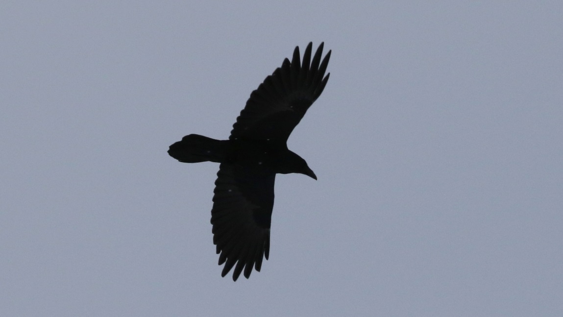 Noisy raven