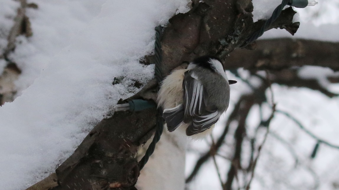 Hanging on a branch