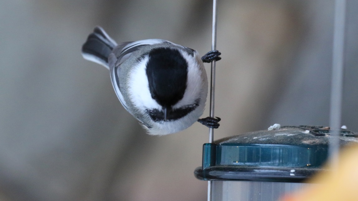 More chickadee pictures