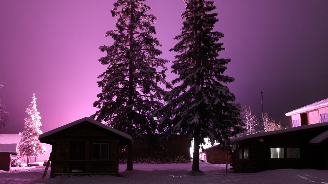 Two cabins with two fabulous trees