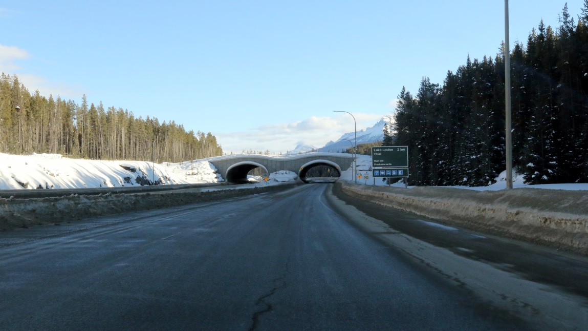 Bridge ahead for wildlife to cross the Trans-Canada Highway
