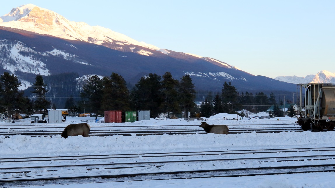 Pair of elk on the rails