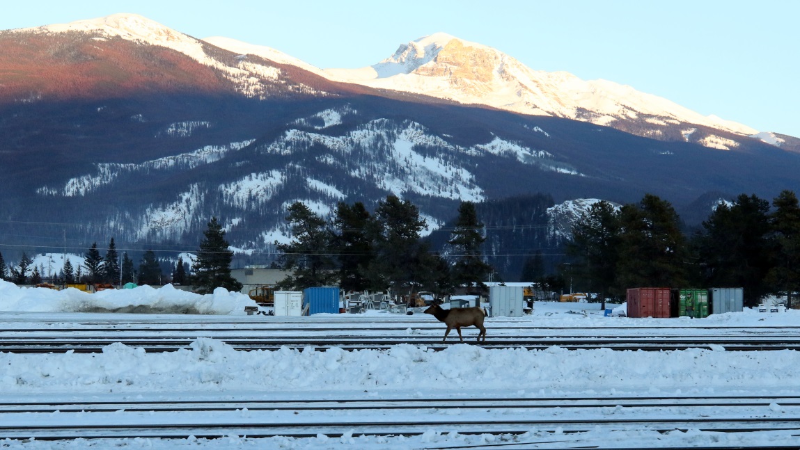 Elk walking the rails