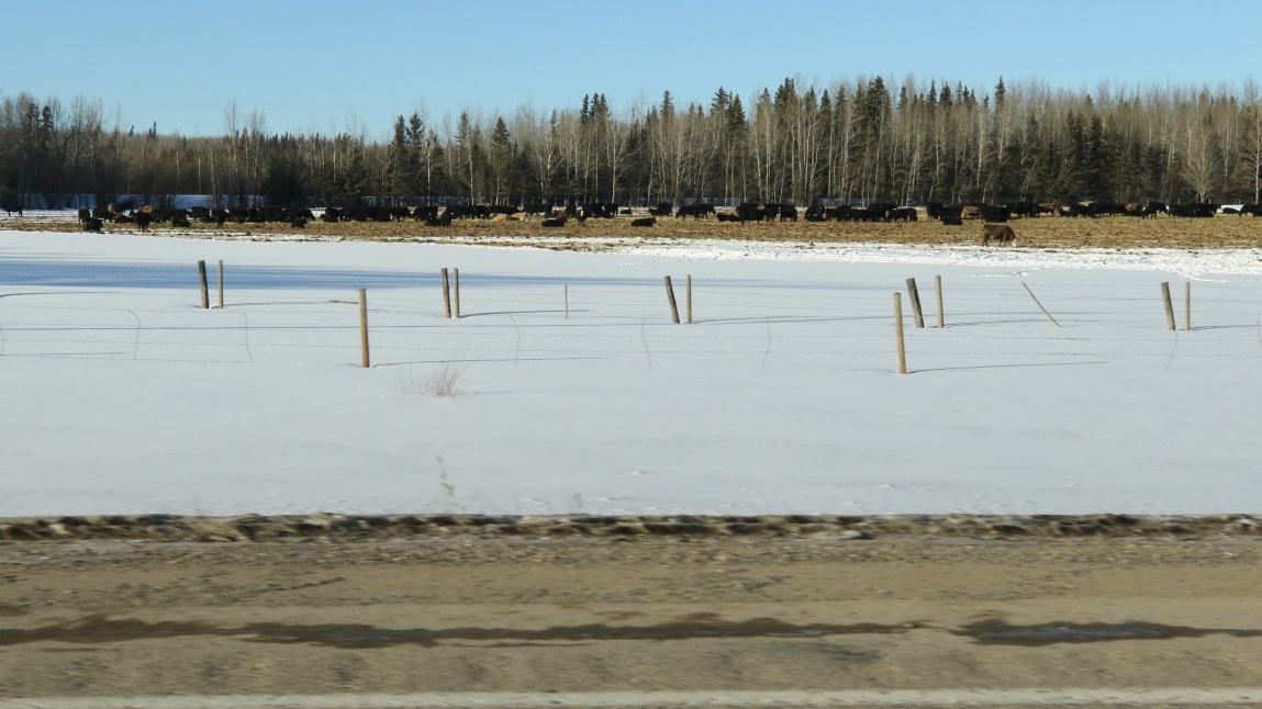 Cow farm near Foss