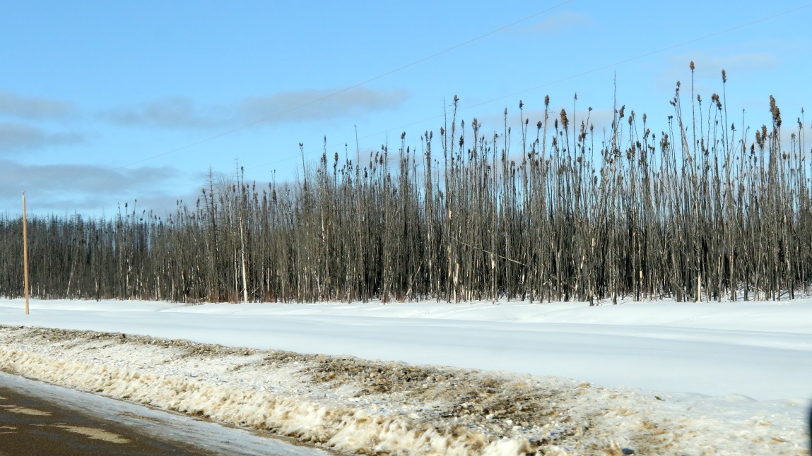 Forest fire damage