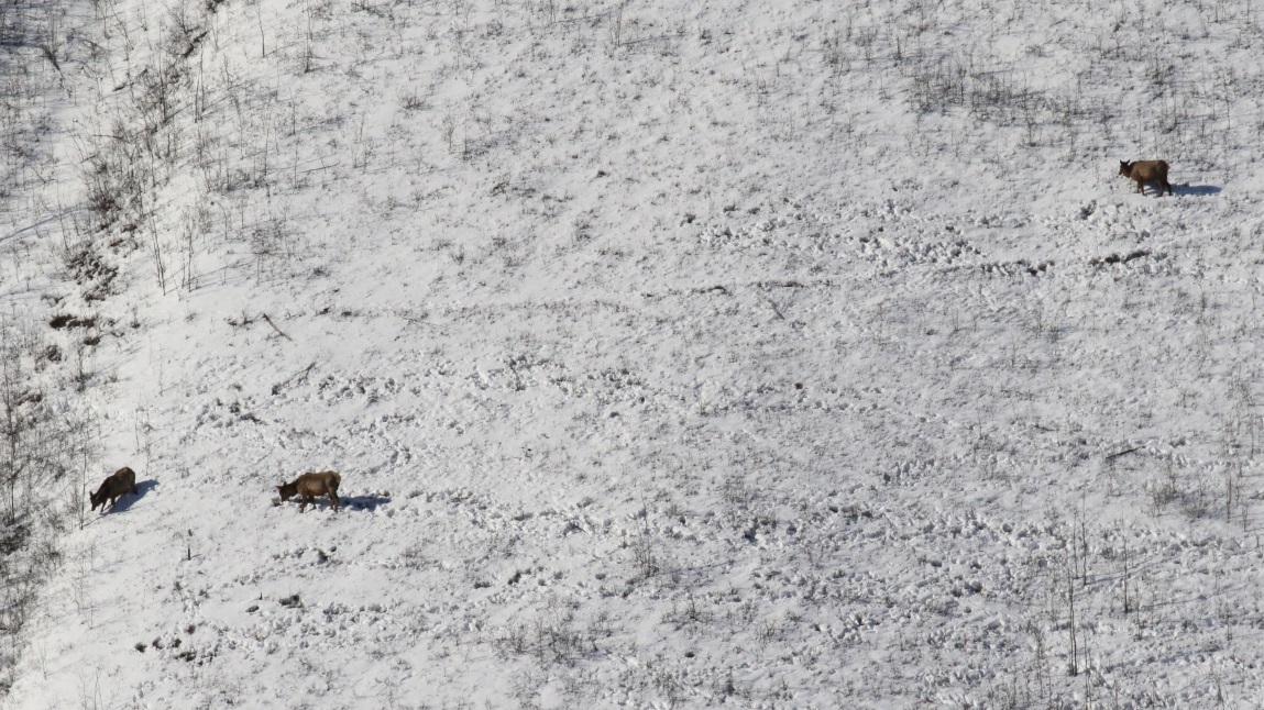 Elk on a nountain