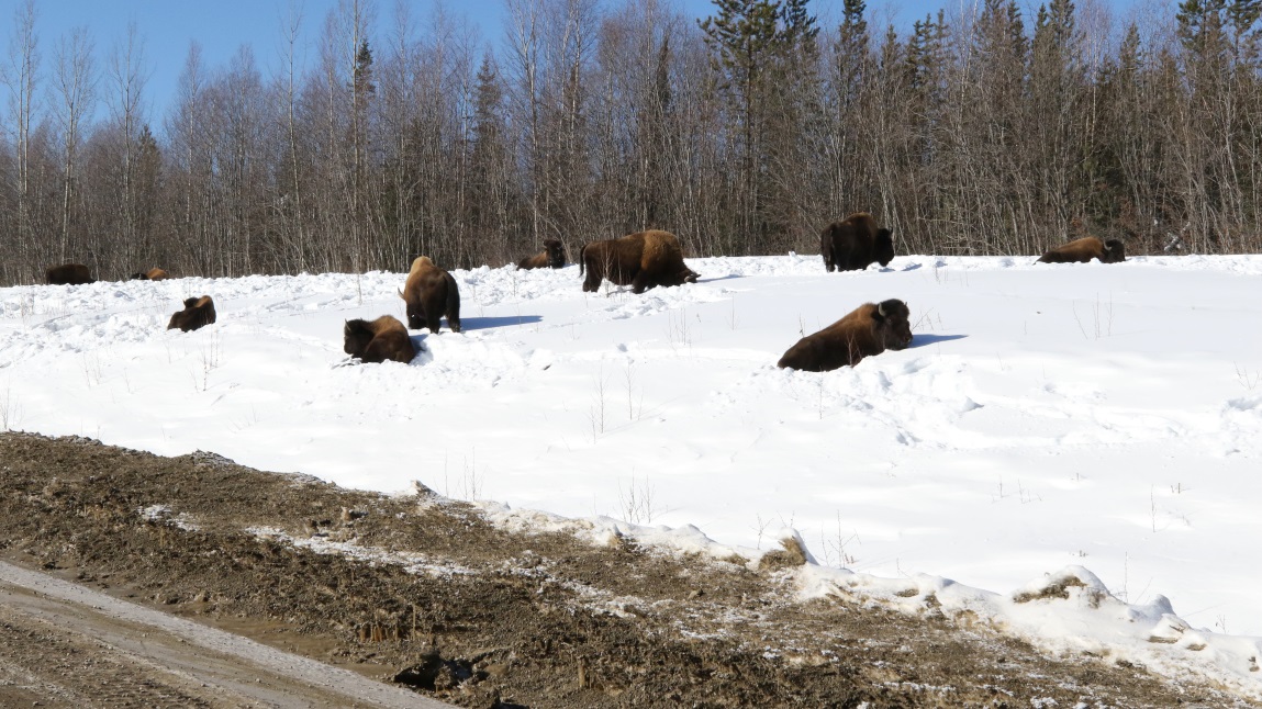 Buffalo at Coal River