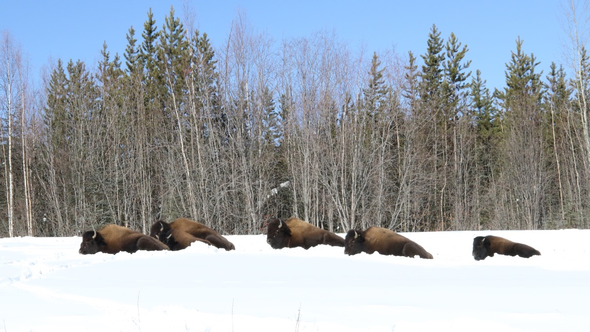 Buffalo at Coal River