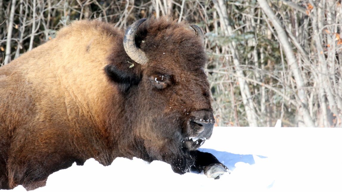 Buffalo at Coal River