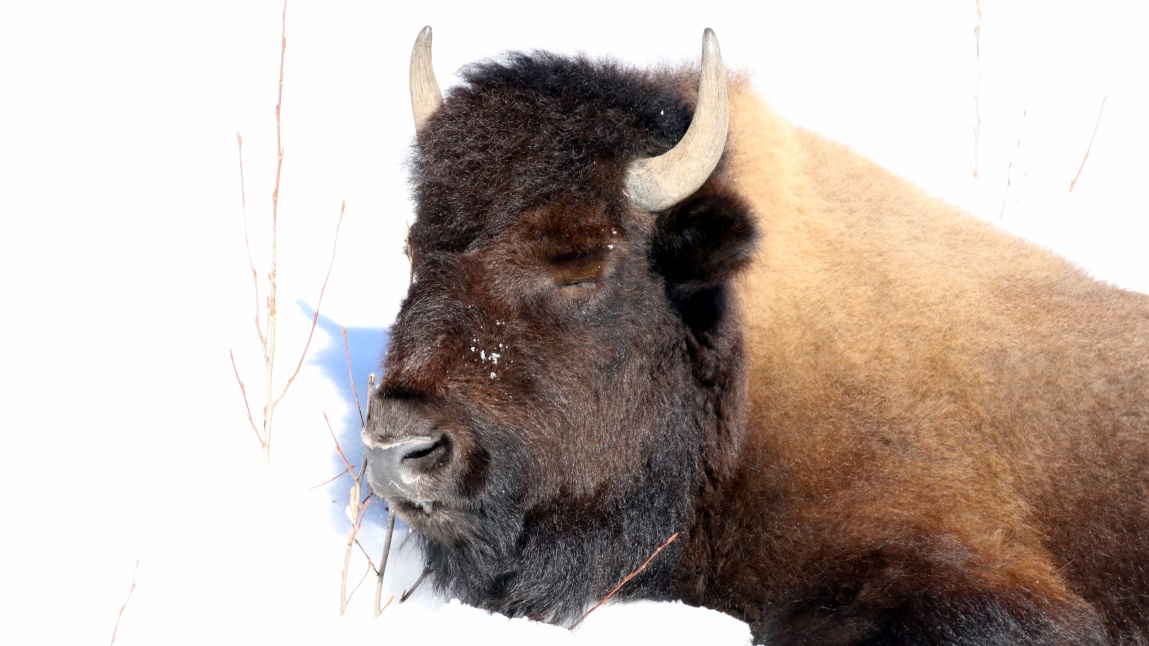 Buffalo at Coal River