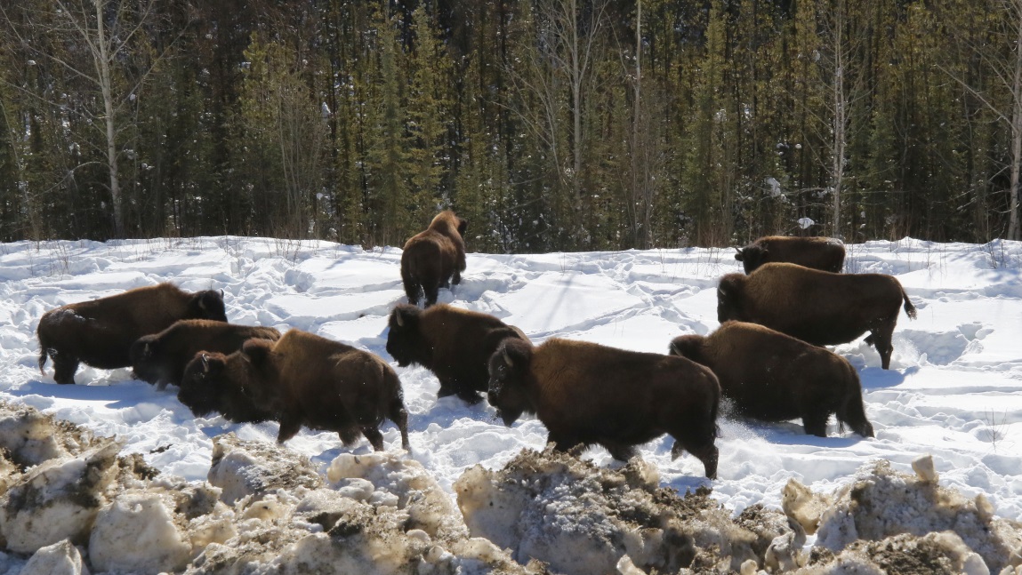 Buffalo fourteen miles Northwest of Fireside