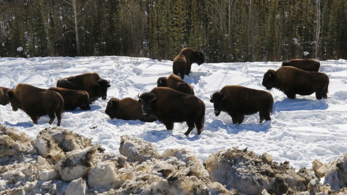 Buffalo fourteen miles Northwest of Fireside