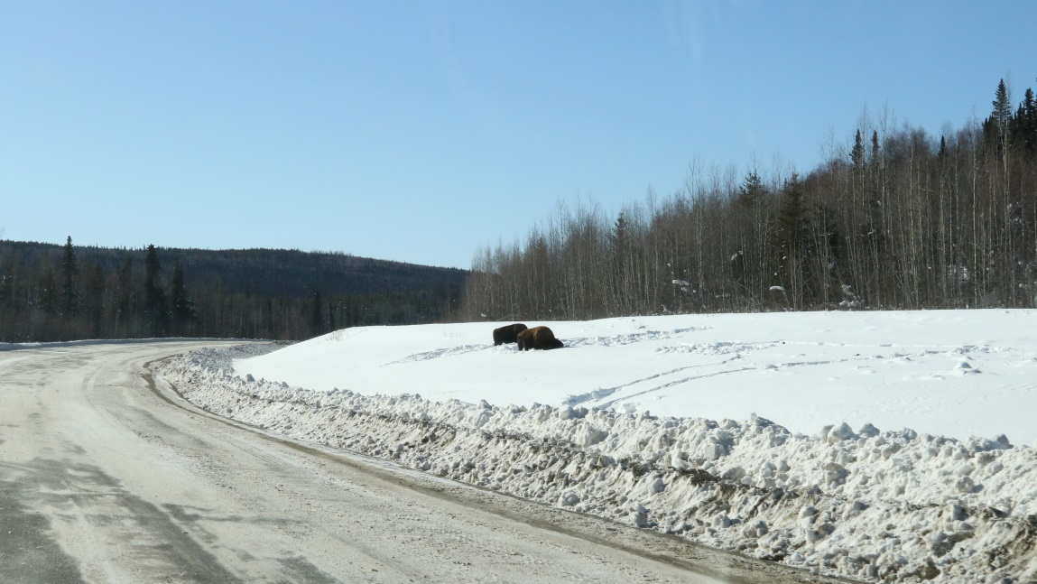 Buffalo about 35 miles East of Watson Lake
