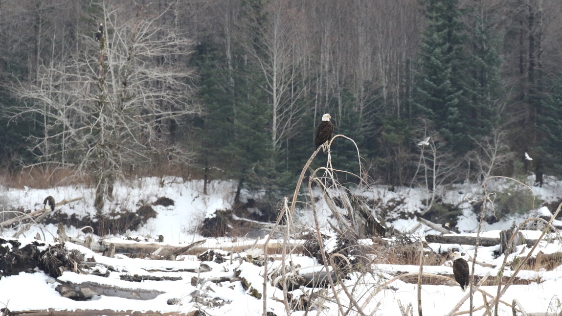 Eagles on the Skeena River
