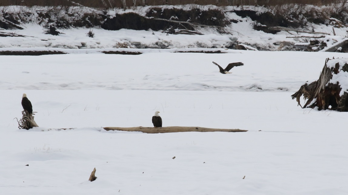 Eagles on the Skeena River