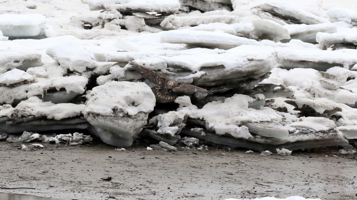 Young eagle on the Skeena River