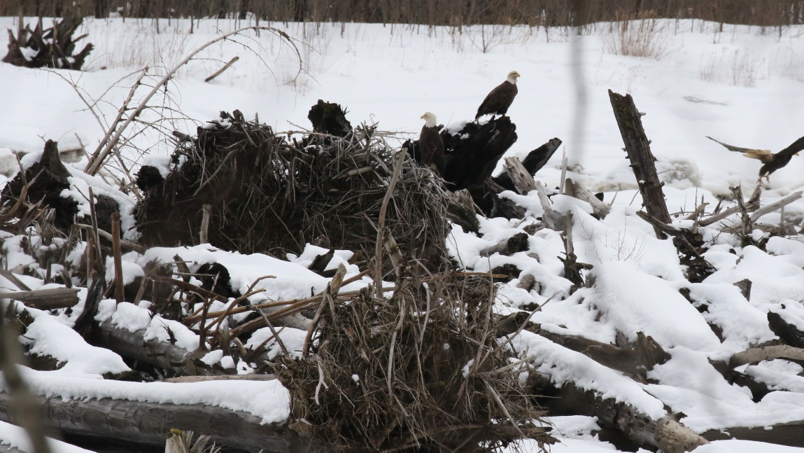 Eagles on the Skeena River