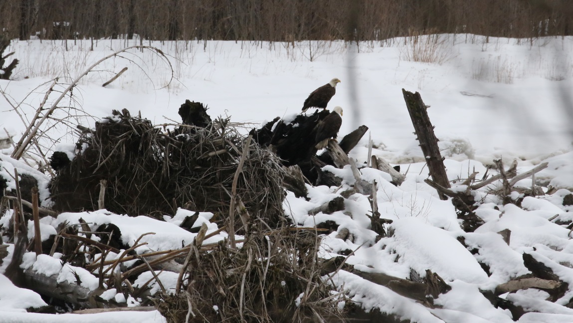 Eagles on the Skeena River