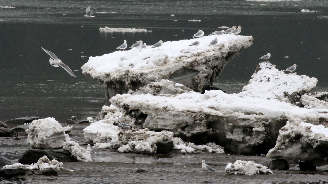 Gulls on ice