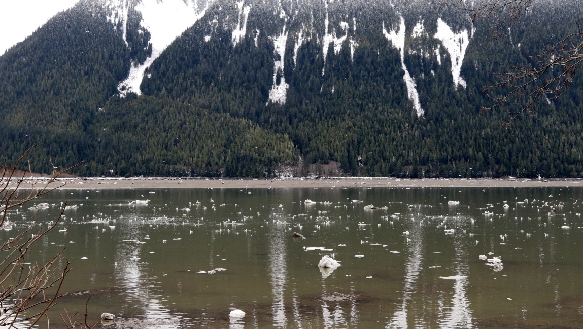 Skeena River with birds