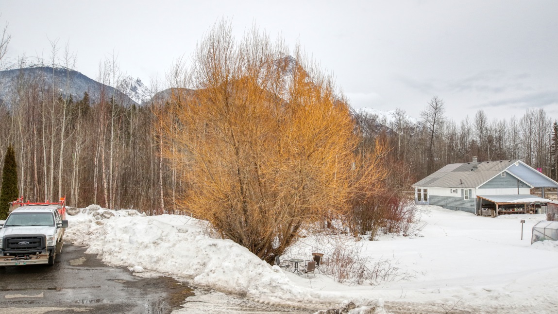 I like this orange tree